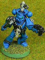 Storm Tigers Librarians